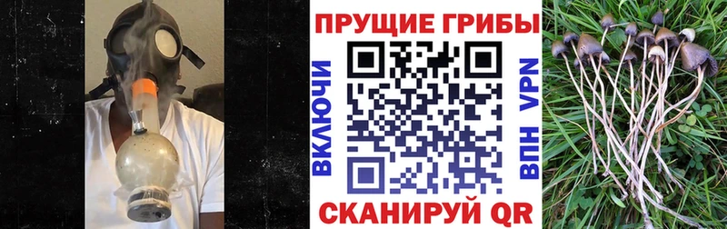 Галлюциногенные грибы мицелий  сколько стоит  мега   Сясьстрой 